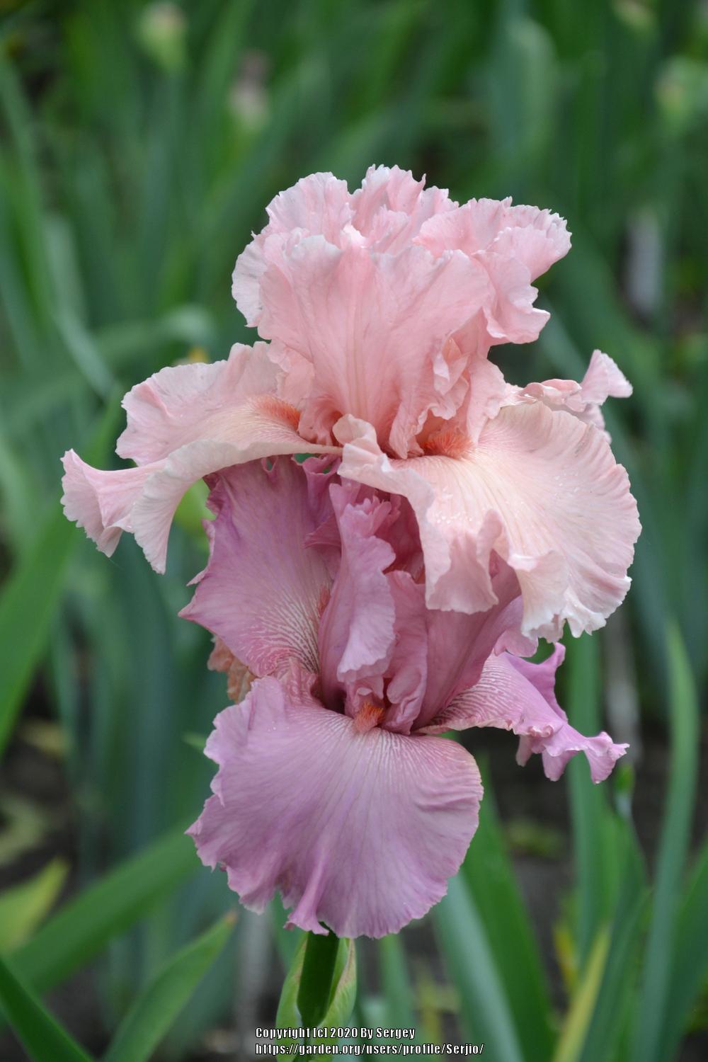 Photo of Tall Bearded Iris (Iris 'Star Appeal') uploaded by Serjio
