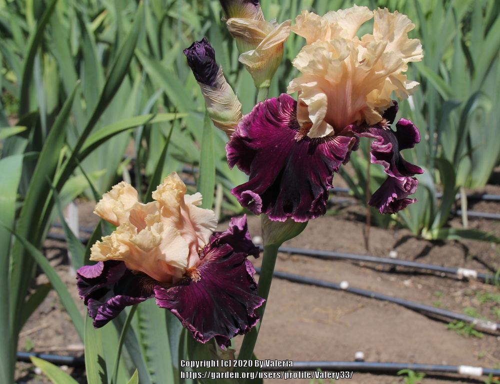 Photo of Tall Bearded Iris (Iris 'Jamaica Me Crazy') uploaded by Valery33
