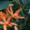 Cattleya Desert Orange