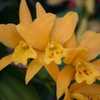 Cattlianthe Gold Digger 'Orglade's Mandarin'