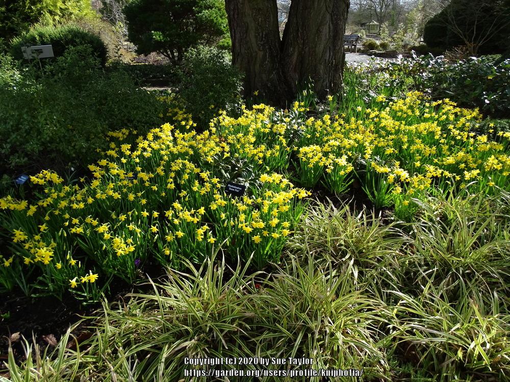 Photo of Daffodil (Narcissus 'Tete-a-Tete') uploaded by kniphofia
