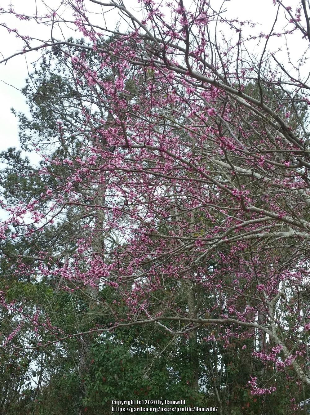 Photo of Eastern Redbud (Cercis canadensis) uploaded by Hamwild