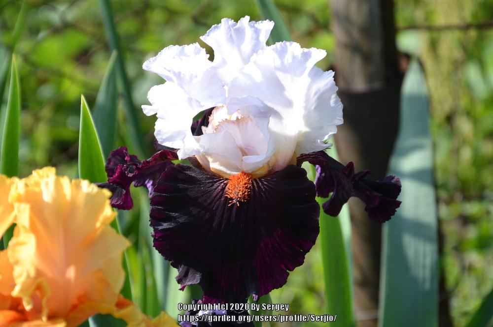 Photo of Tall Bearded Iris (Iris 'Starring') uploaded by Serjio