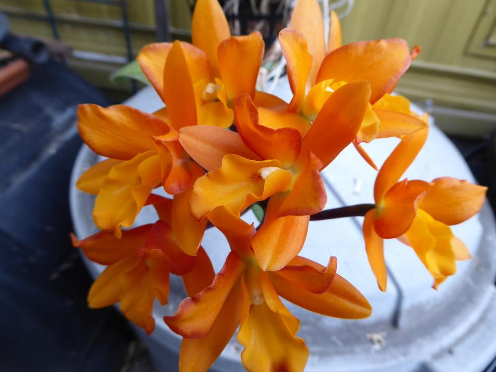 Photo of Orchid (Rhyncattleanthe Cameron's Magnetism) uploaded by ctcarol