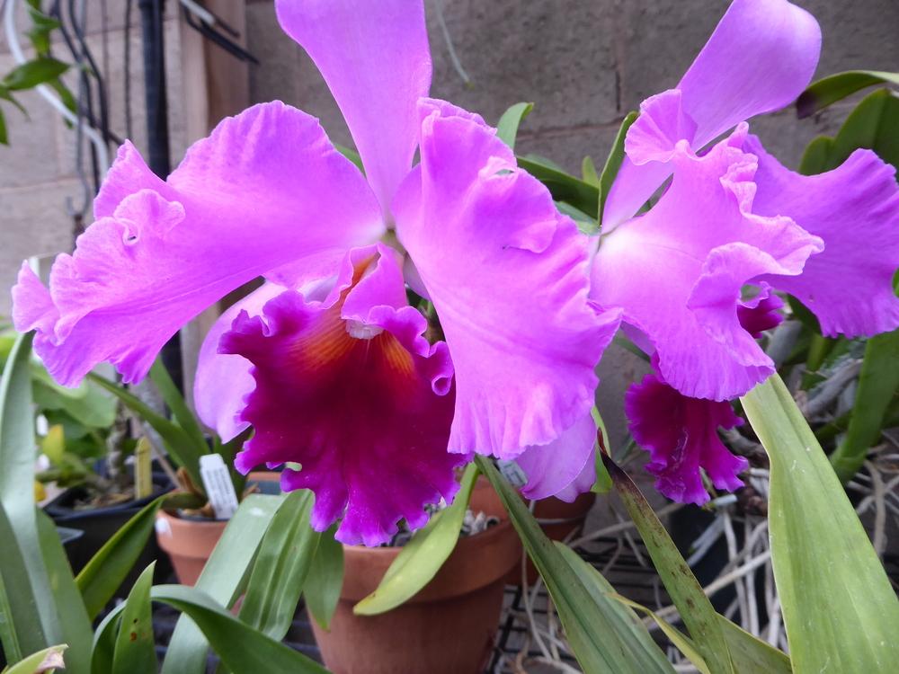 Photo of Orchid (Rhyncholaeliocattleya Fritz Nickolaus 'Spring Dance') uploaded by ctcarol