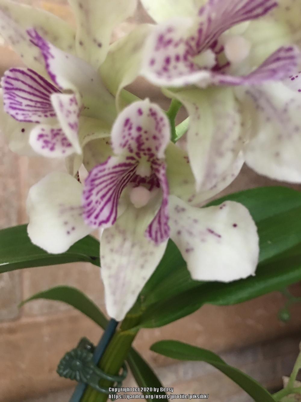Photo of Orchid (Dendrobium Royal Chip) uploaded by piksihk