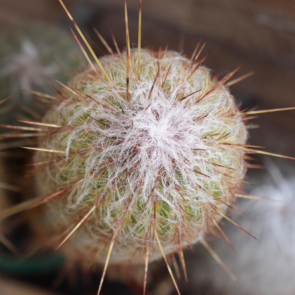 Photo of Peruvian Old Man Cactus (Espostoa lanata) uploaded by Baja_Costero