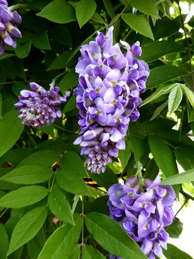 Photo of American Wisteria (Wisteria frutescens 'Amethyst Falls') uploaded by Calif_Sue