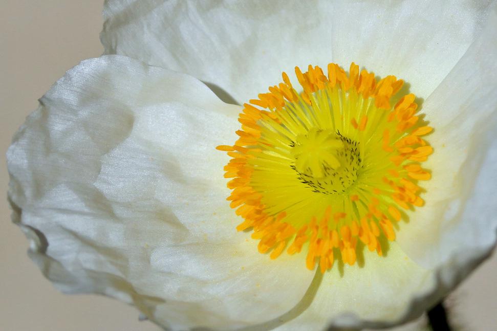 Photo of Iceland Poppy (Papaver nudicaule 'Champagne Bubbles White') uploaded by GrammaChar