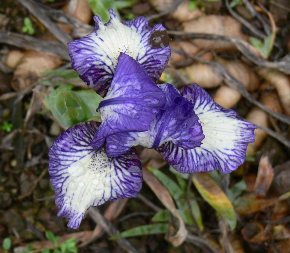 Photo of Standard Dwarf Bearded Iris (Iris 'Little Stitches') uploaded by janwax