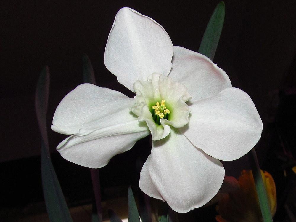 Photo of Small Cupped Daffodil (Narcissus 'Falmouth Bay') uploaded by jmorth