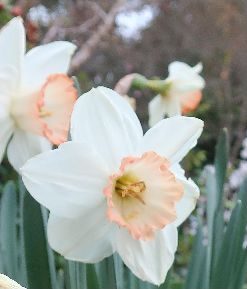 Photo of Large-Cupped Daffodil (Narcissus 'Pink Charm') uploaded by Polymerous