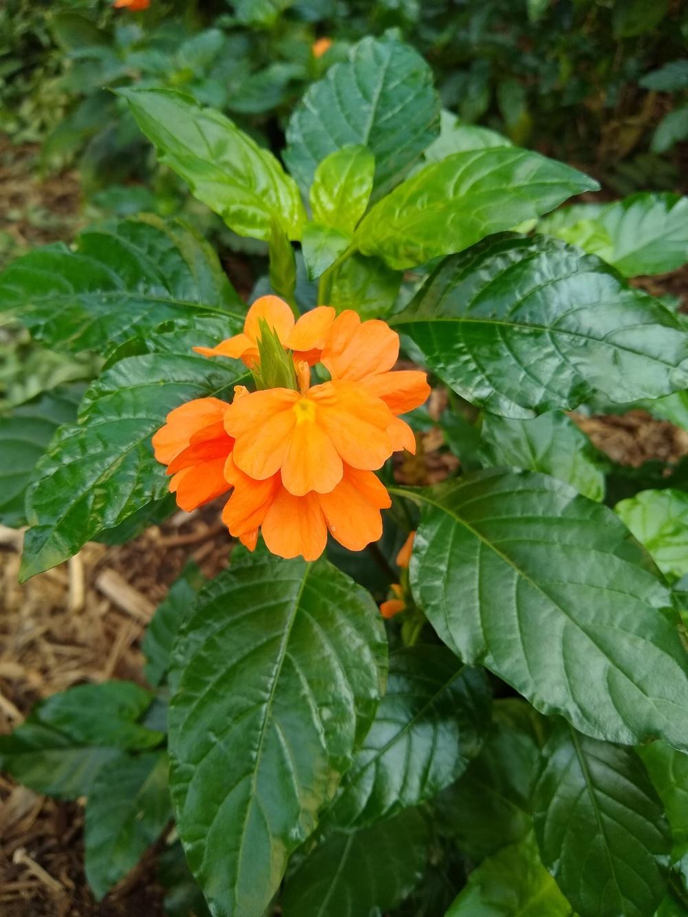 Photo of Firecracker Flower (Crossandra infundibuliformis) uploaded by christinereid54