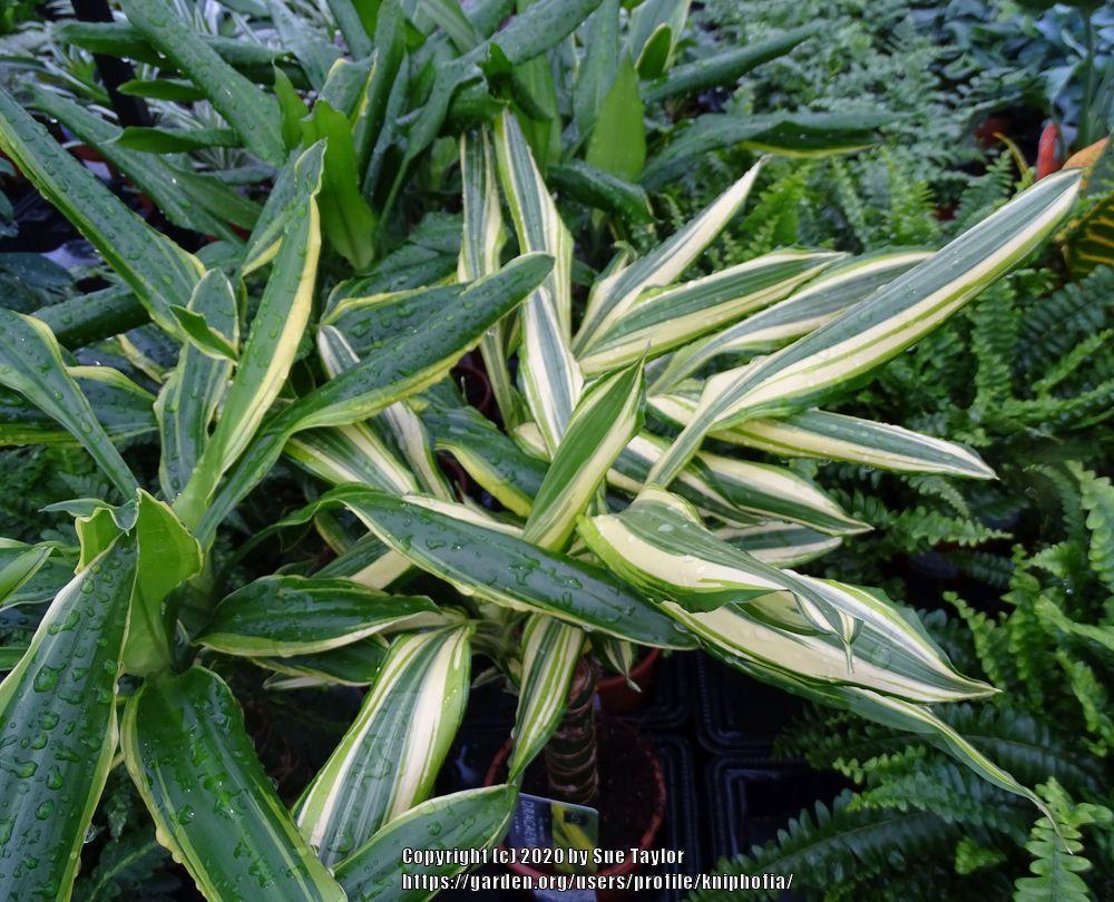 Photo of Corn Plant (Dracaena fragrans 'Golden Coast') uploaded by kniphofia