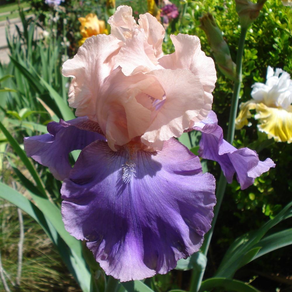 Photo of Tall Bearded Iris (Iris 'Poem of Ecstasy') uploaded by lovemyhouse