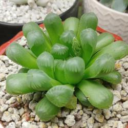 Location: Louisville
Date: 2020-03-14
Haworthia cooperi with incoming flower