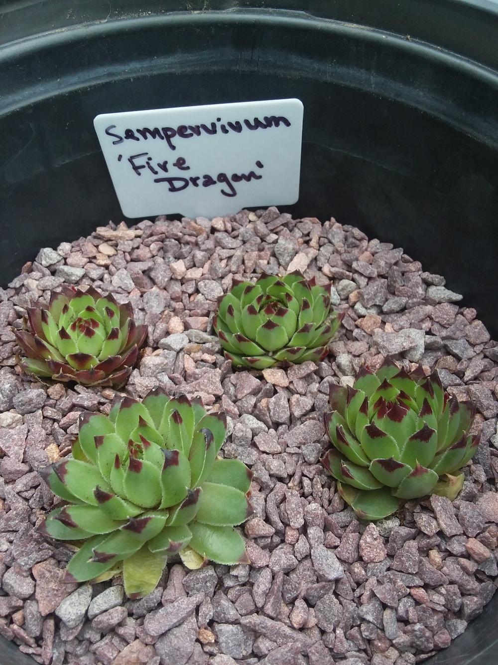 Photo of Hen and Chicks (Sempervivum 'Fire Dragon') uploaded by RoseA32