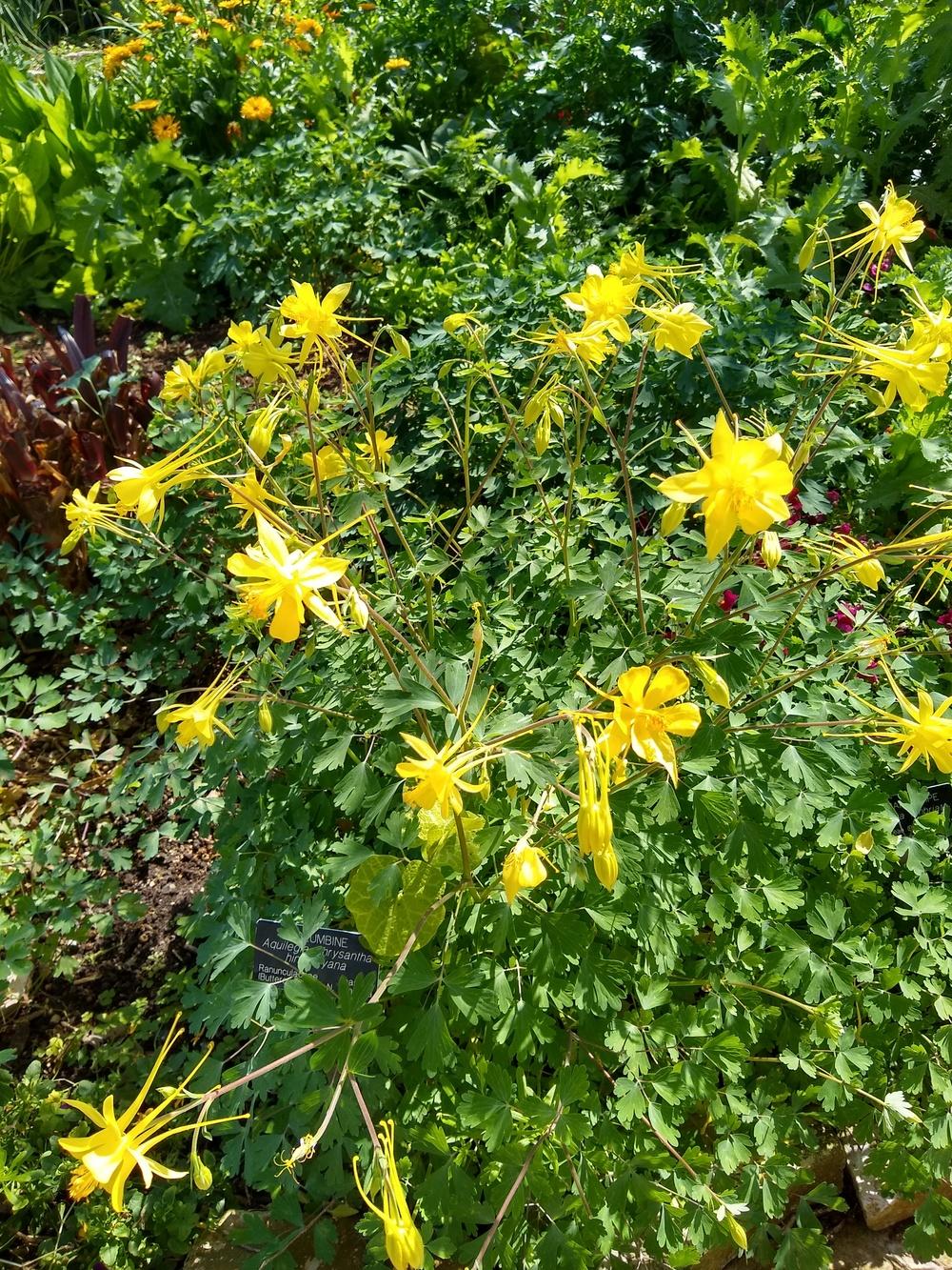 Photo of Golden Columbine (Aquilegia chrysantha) uploaded by christinereid54