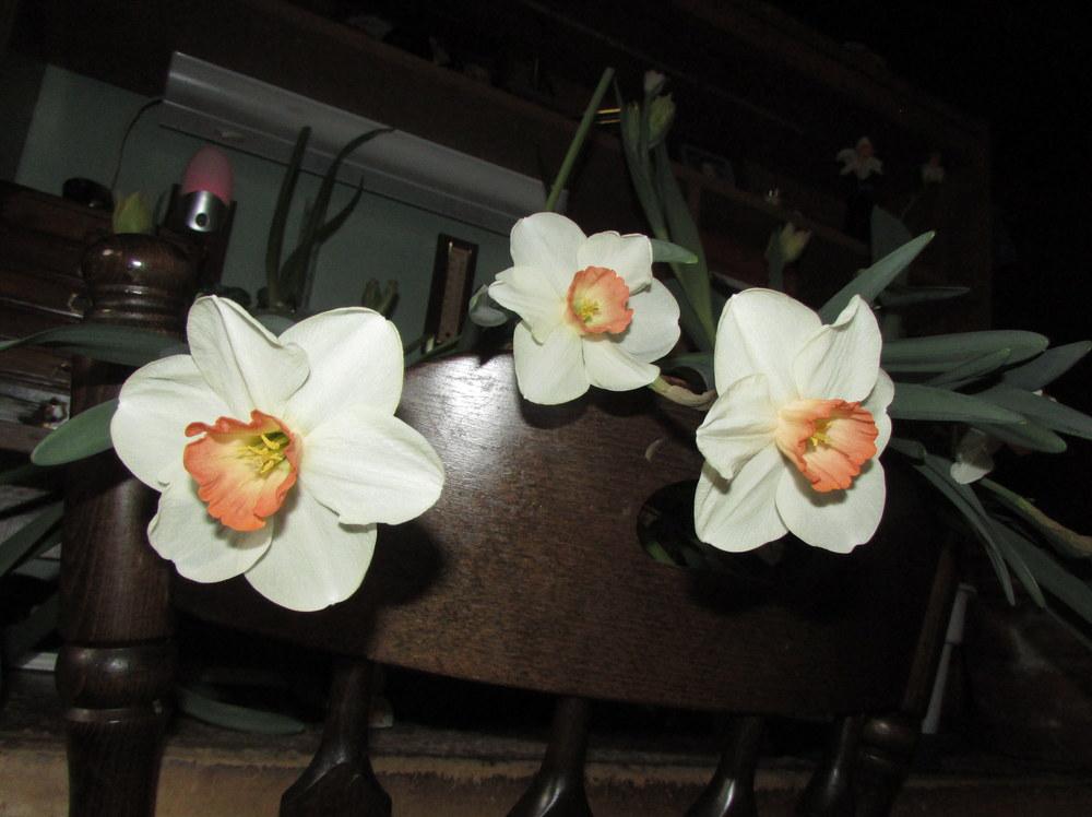 Photo of Large-Cupped Daffodil (Narcissus 'Pink Charm') uploaded by jmorth