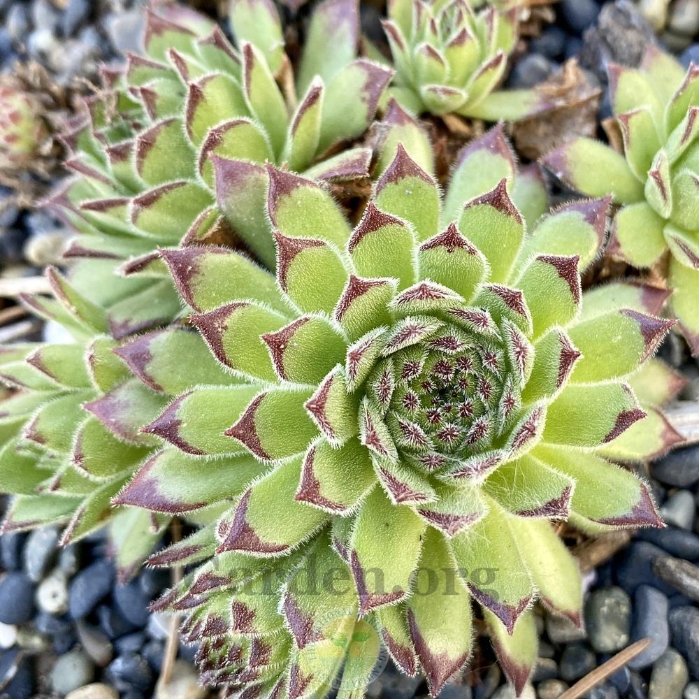 Photo of Hen and Chicks (Sempervivum 'Chocolate Dip') uploaded by Patty