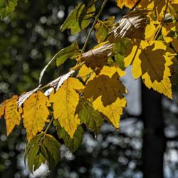 Location: Dow Gardens, Midland, Michigan
Date: 2019-09-26
Golden Rain Tree, Koelreuteria paniculata, in fall colors. Native