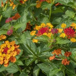 Location: Matthaei Botanical Gardens, Ann Arbor
Date: 2019-09-13
Lantana adds color and form to any planter or bed