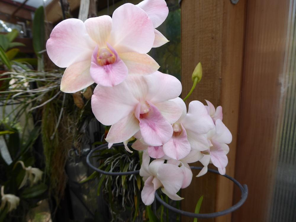 Photo of Orchid (Dendrobium Haleahi Blush 'Lake View') uploaded by ctcarol