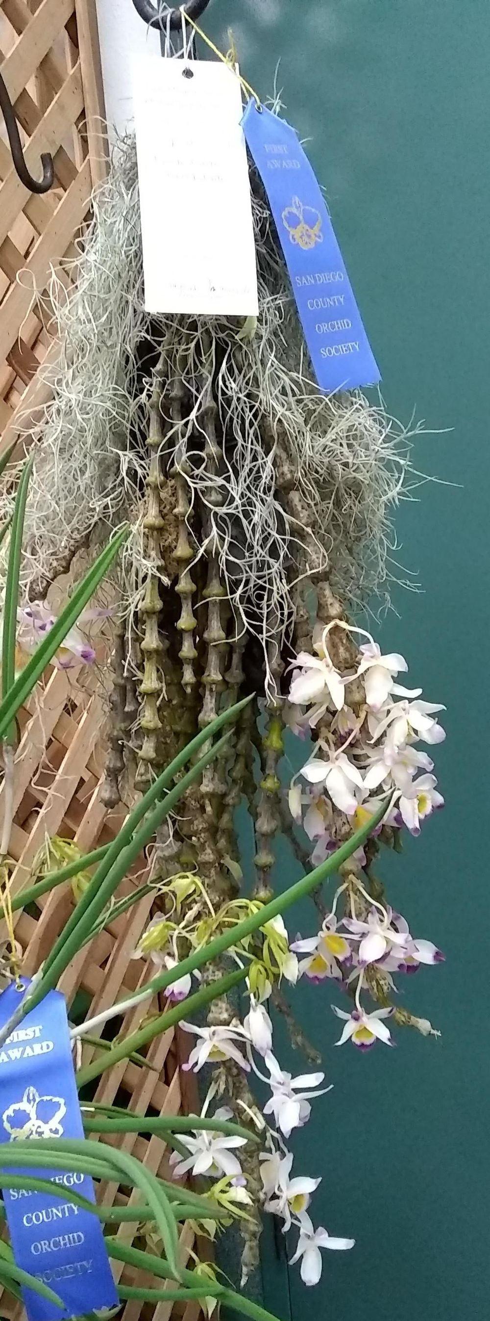 Photo of Orchid (Dendrobium pendulum) uploaded by olga_batalov
