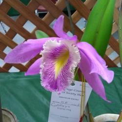 Location: San Diego, CA
Date: 2020-01-25
taken at San Diego Orchid Society winter show