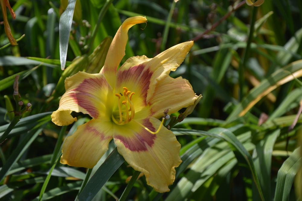 Photo of Daylily (Hemerocallis 'Kiss Me Twice') uploaded by queerbeet