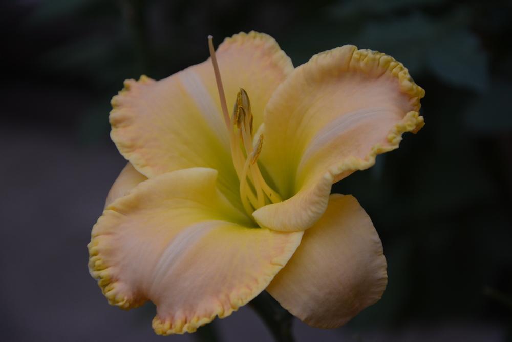Photo of Daylily (Hemerocallis 'Fantasy Bouquet') uploaded by queerbeet