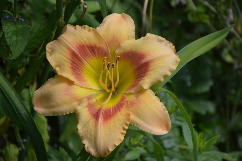 Photo of Daylily (Hemerocallis 'Puppydog Kisses') uploaded by queerbeet