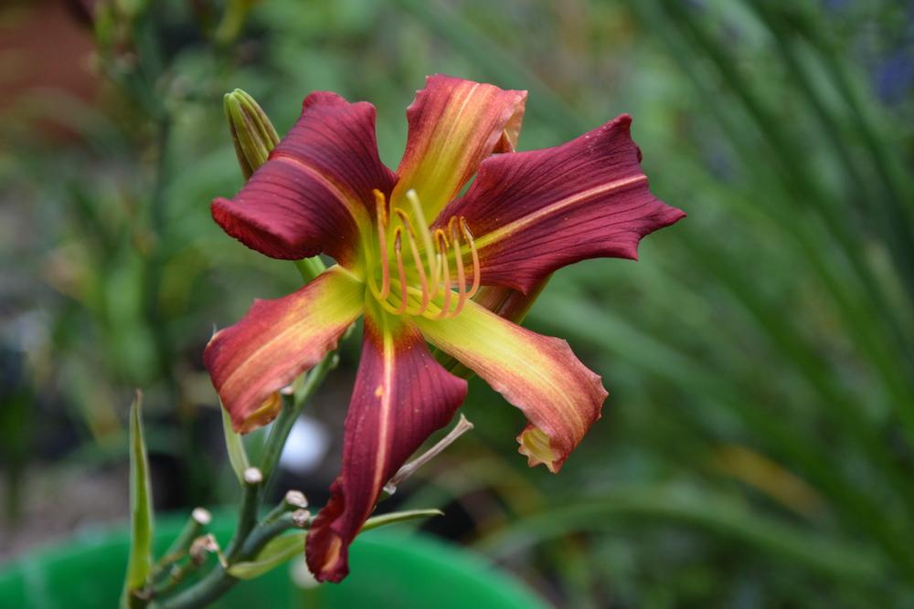 Photo of Daylily (Hemerocallis 'Everything Louder') uploaded by queerbeet