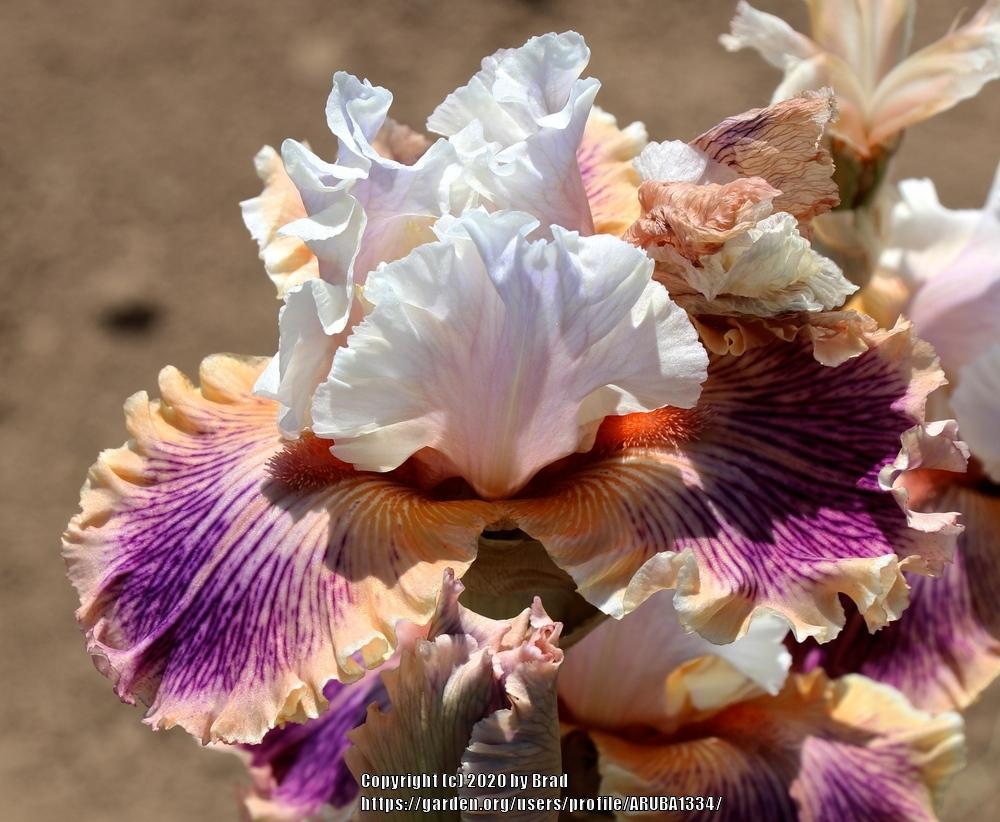 Photo of Tall Bearded Iris (Iris 'Open Heart') uploaded by ARUBA1334