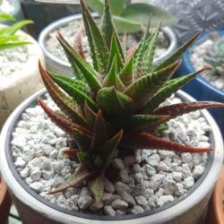 Location: Louisville
Date: 2020-03-14
Gasteraloe of some kind maybe?
