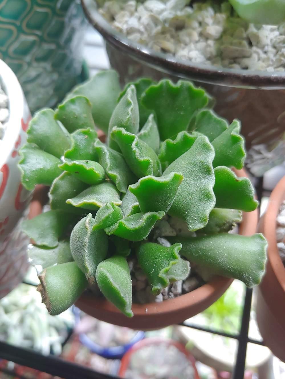Photo of Crinkle Leaf Plant (Adromischus cristatus) uploaded by CatKitty