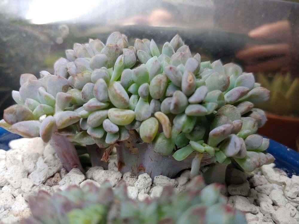 Photo of Echeveria 'Cubic Frost' uploaded by CatKitty