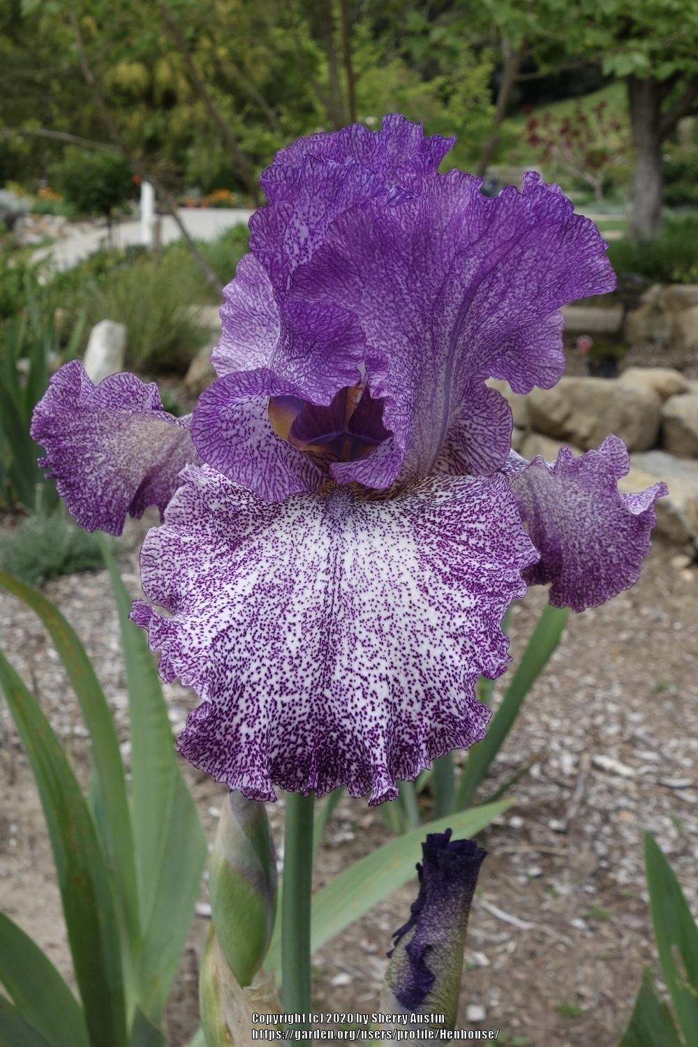 Photo of Tall Bearded Iris (Iris 'Autumn Explosion') uploaded by Henhouse