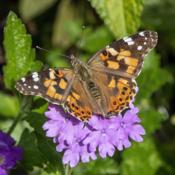 Painted Lady (Vanessa cardui) on a favorite host flower, verbena.