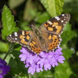 Location: Dow Gardens, Midland, Michigan
Date: 2019-10-10
Painted Lady (Vanessa cardui) on a favorite host flower, verbena.