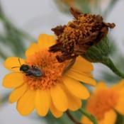 #pollination by native bees