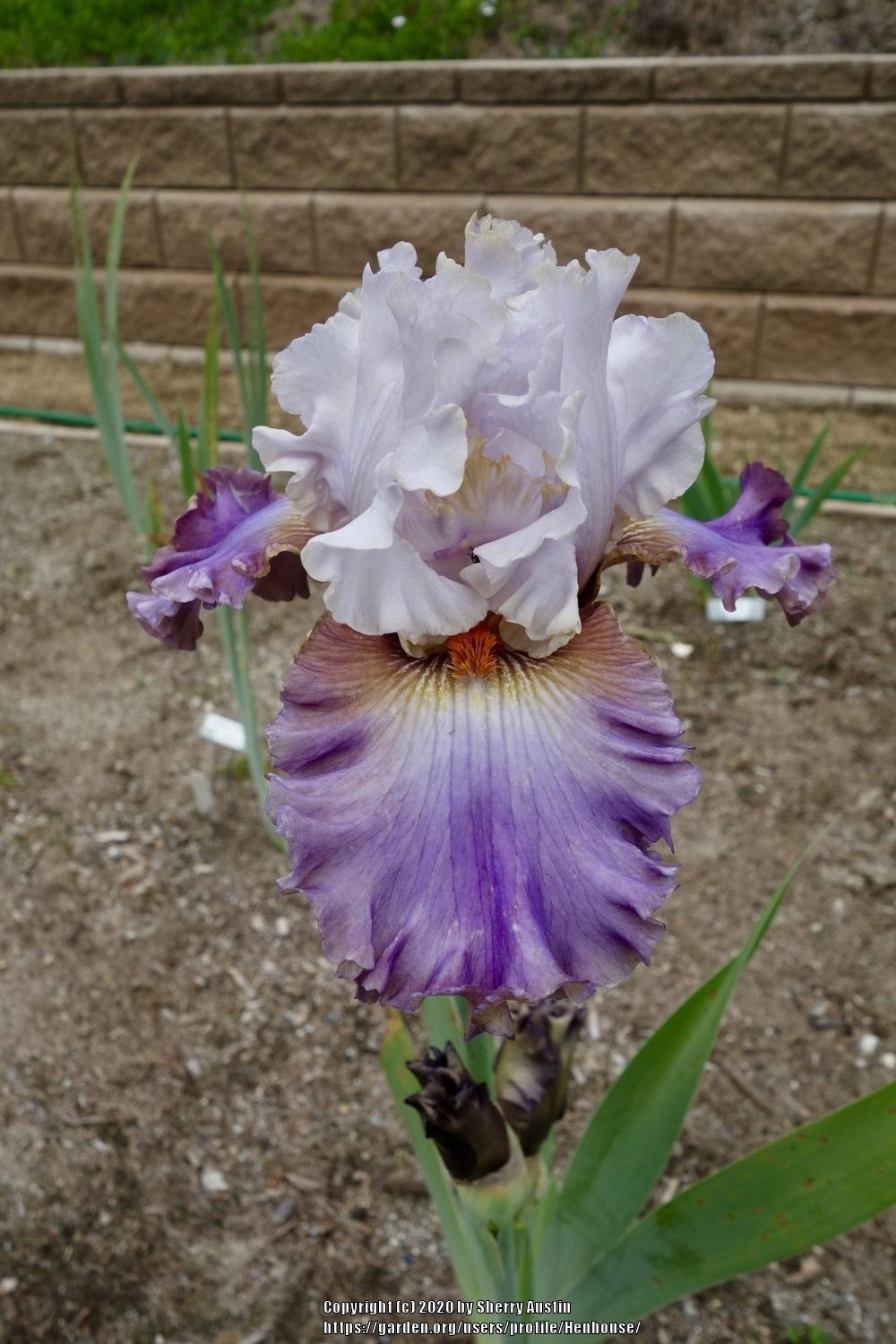 Photo of Tall Bearded Iris (Iris 'Bronze Heart') uploaded by Henhouse