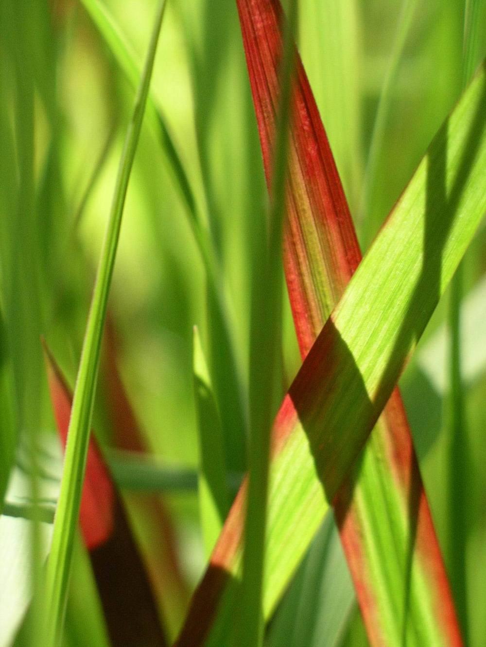 Photo of Japanese Blood Grass (Imperata cylindrica 'Rubra') uploaded by SL_gardener