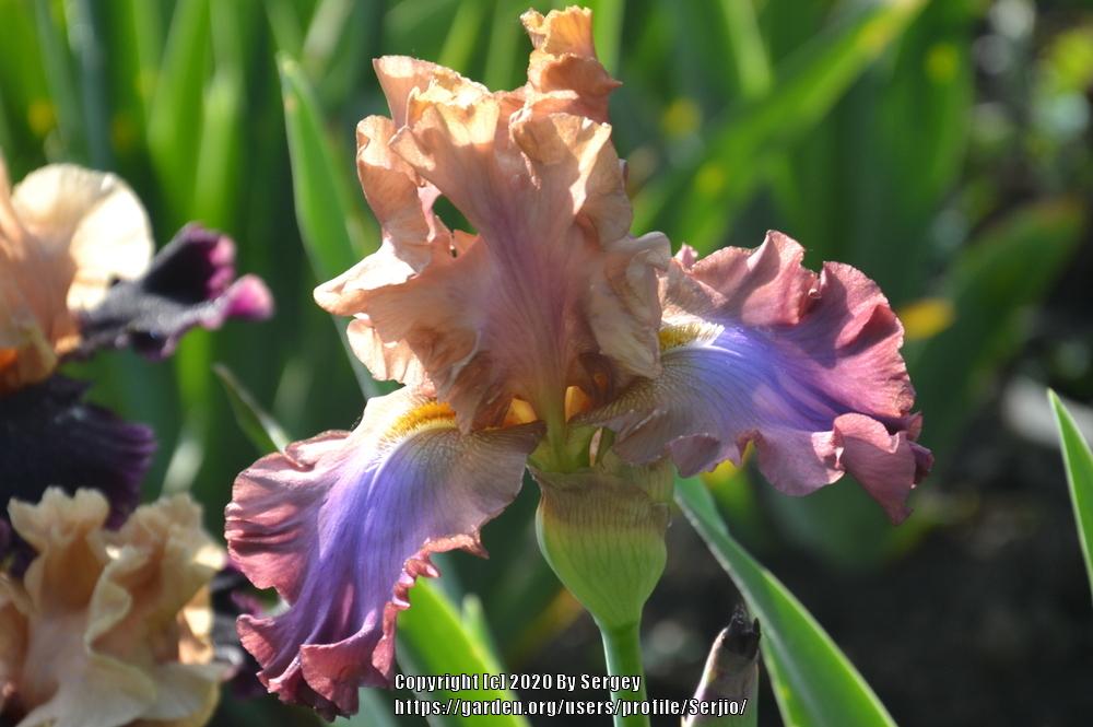 Photo of Tall Bearded Iris (Iris 'Tamara Kay') uploaded by Serjio