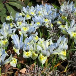 Location: Toronto, Ontario
Date: 2020-03-16
Reticulated Iris (Iris 'Katharine Hodgkin') are flowering in mid 