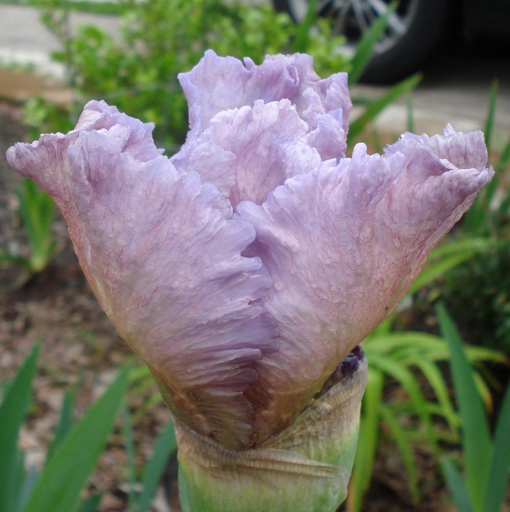 Photo of Tall Bearded Iris (Iris 'Mountain Laurel') uploaded by lovemyhouse