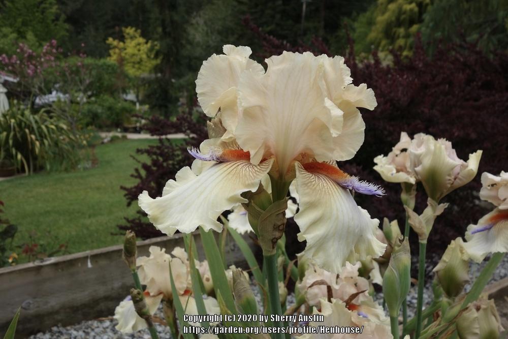 Photo of Tall Bearded Iris (Iris 'Caribbean Cruise') uploaded by Henhouse