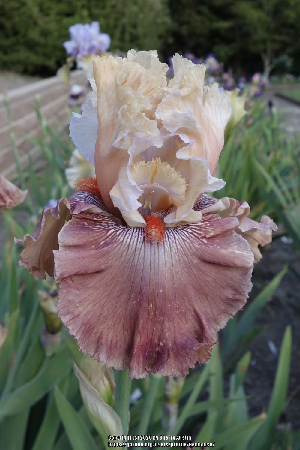 Photo of Tall Bearded Iris (Iris 'Champagne and Strawberries') uploaded by Henhouse