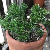 Jade Plant in pot