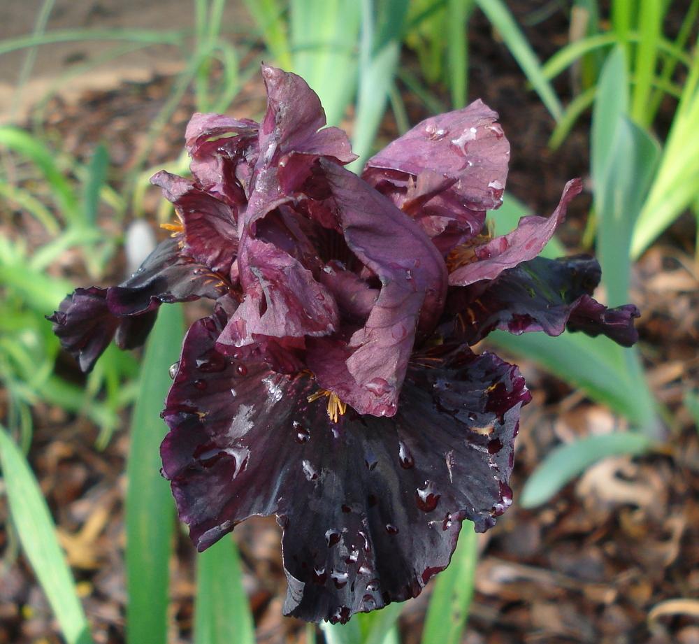 Photo of Intermediate Bearded Iris (Iris 'Jump Start') uploaded by lovemyhouse